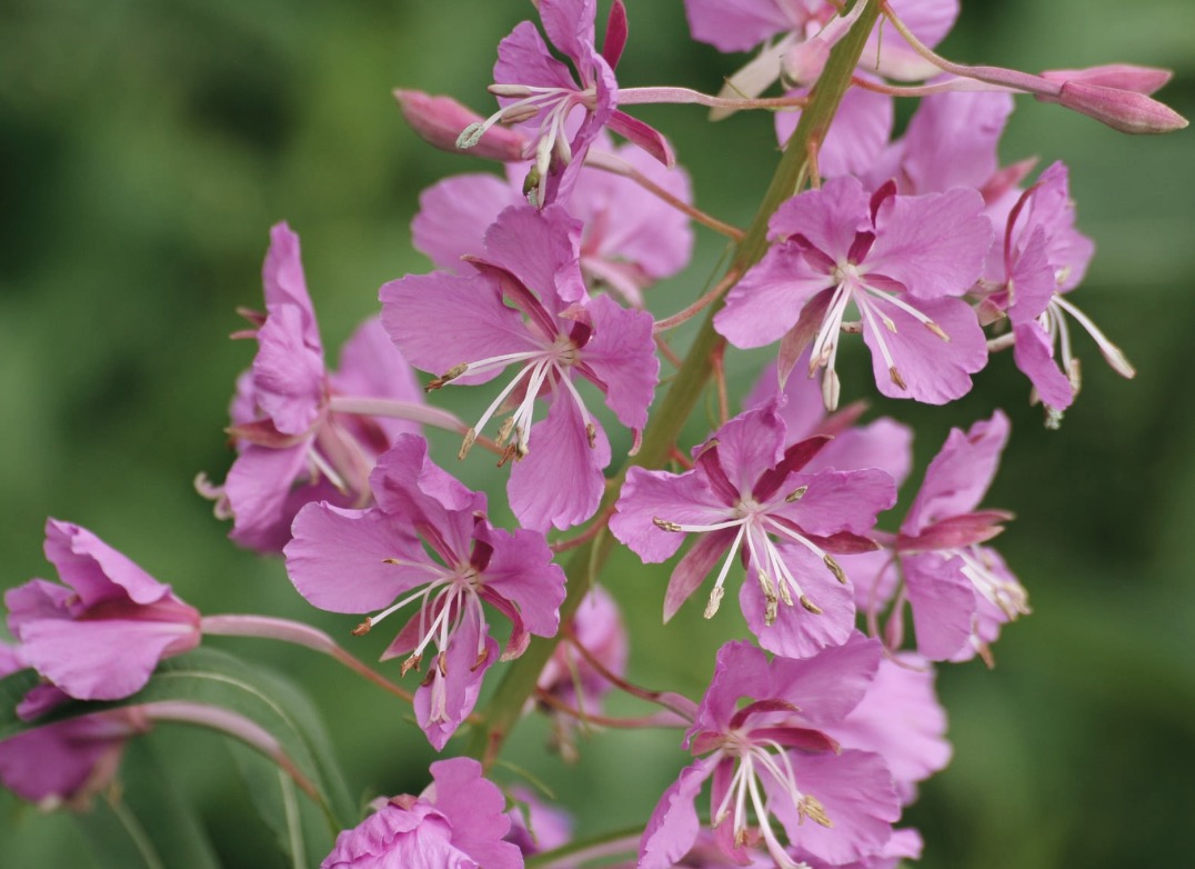 Close cluster of pink fireweed flowers