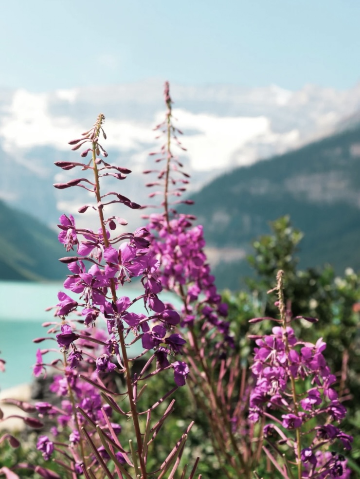 Fireweed with glacial lake and mountains