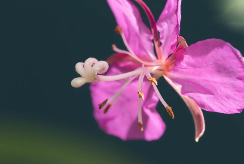 Macro fireweed flower